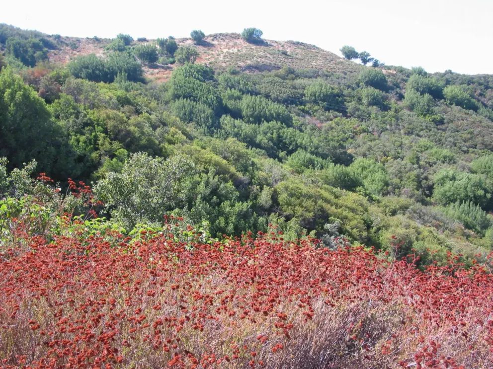 Flowers and forest. 