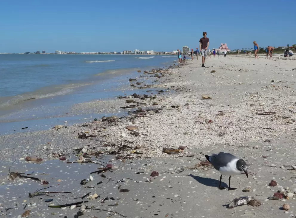 A bird checks out all the interesting things washed up after a storm.