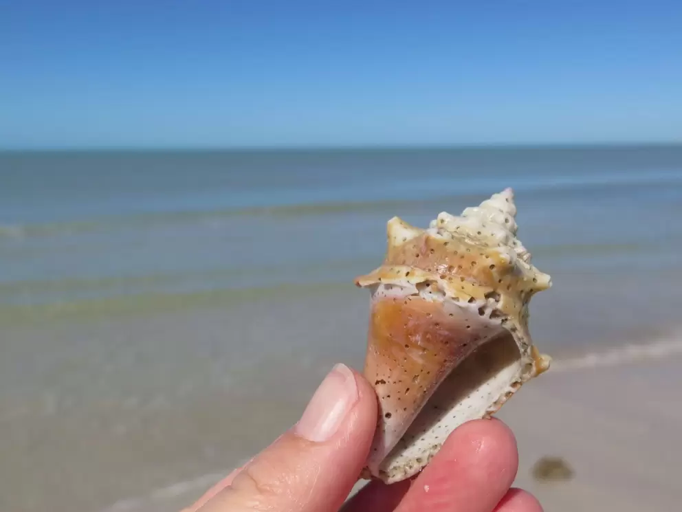 A beautiful shell, with the pale green water behind.
