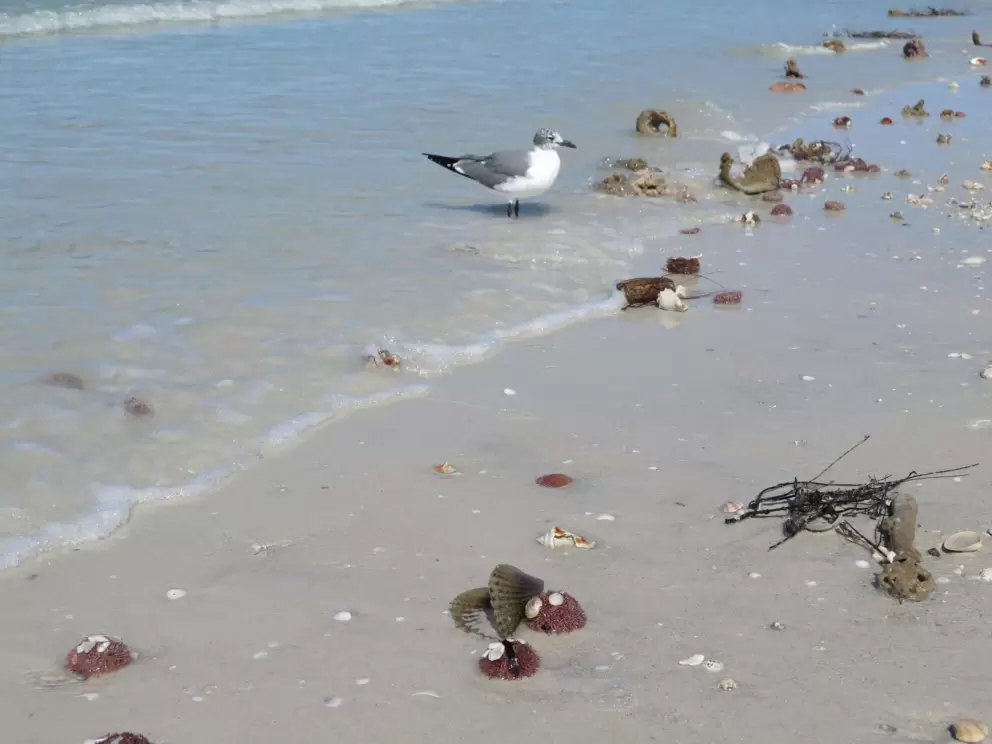 Bird and pen shell.