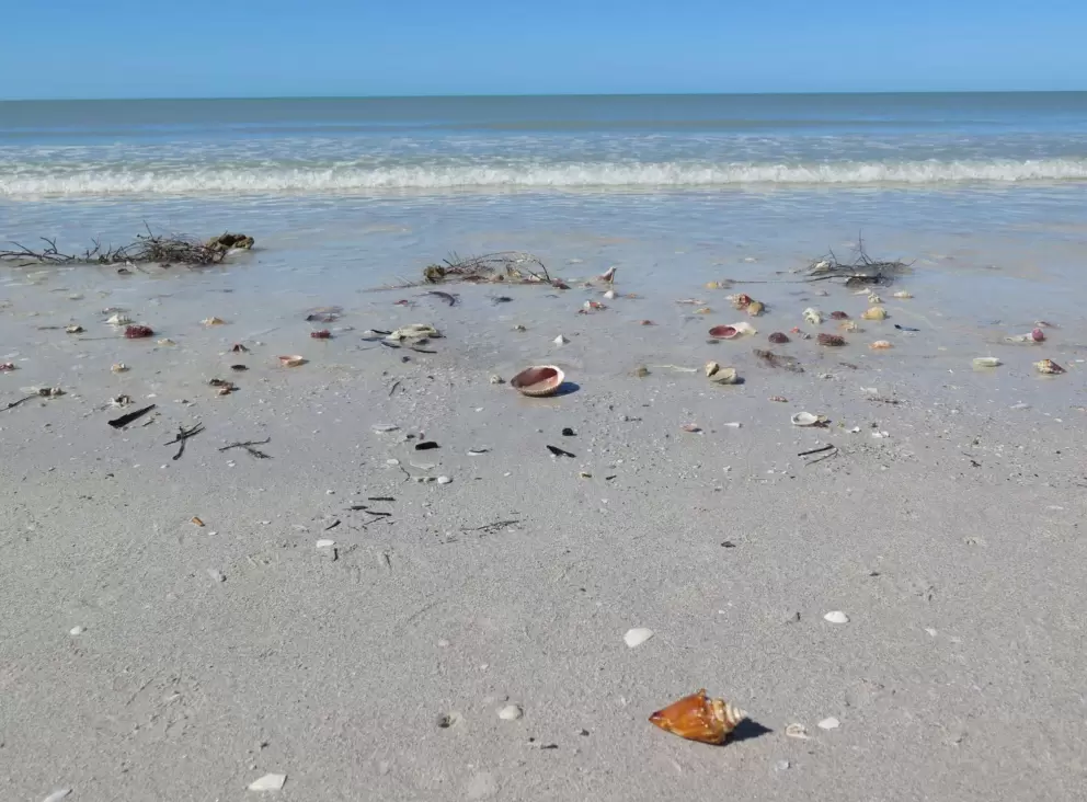 Conch shell and tiny wave rolling in to shore.