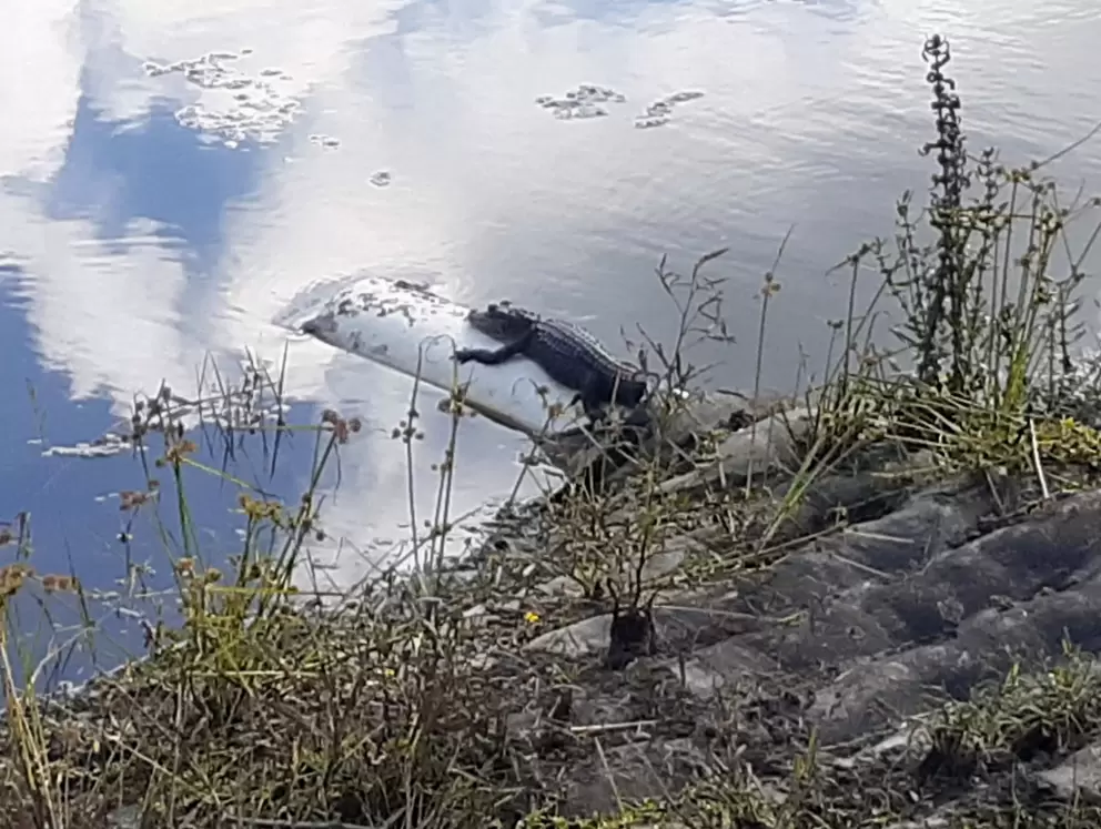 Baby alligator on a pipe!