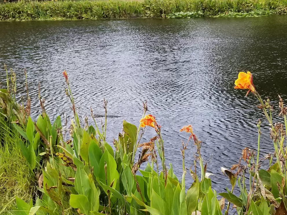 Alligator behind flowers, at the canal on Front Street.