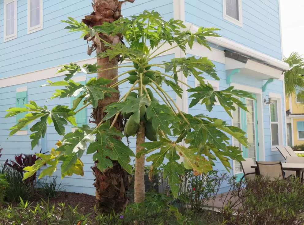 Papaya tree at the cottages. 