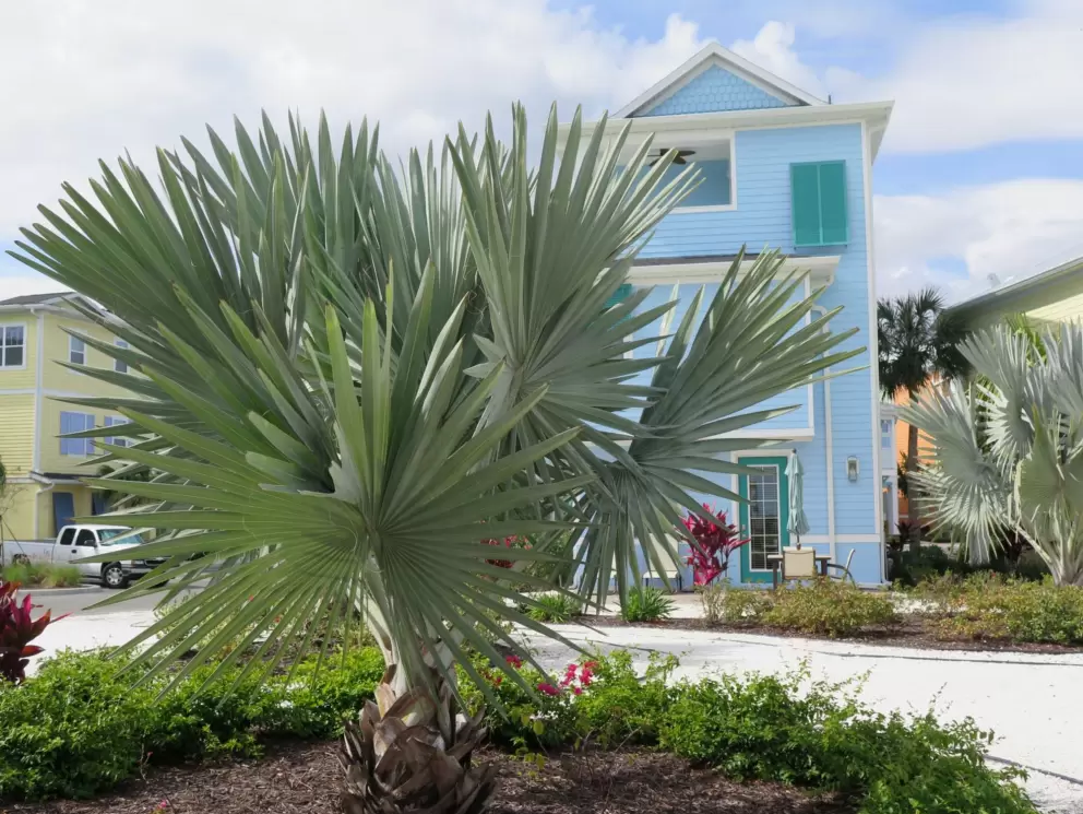 Silvery palm and bright blue three-story cottage.
