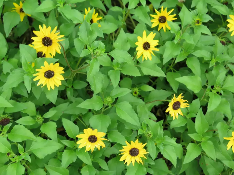 Daisies.
