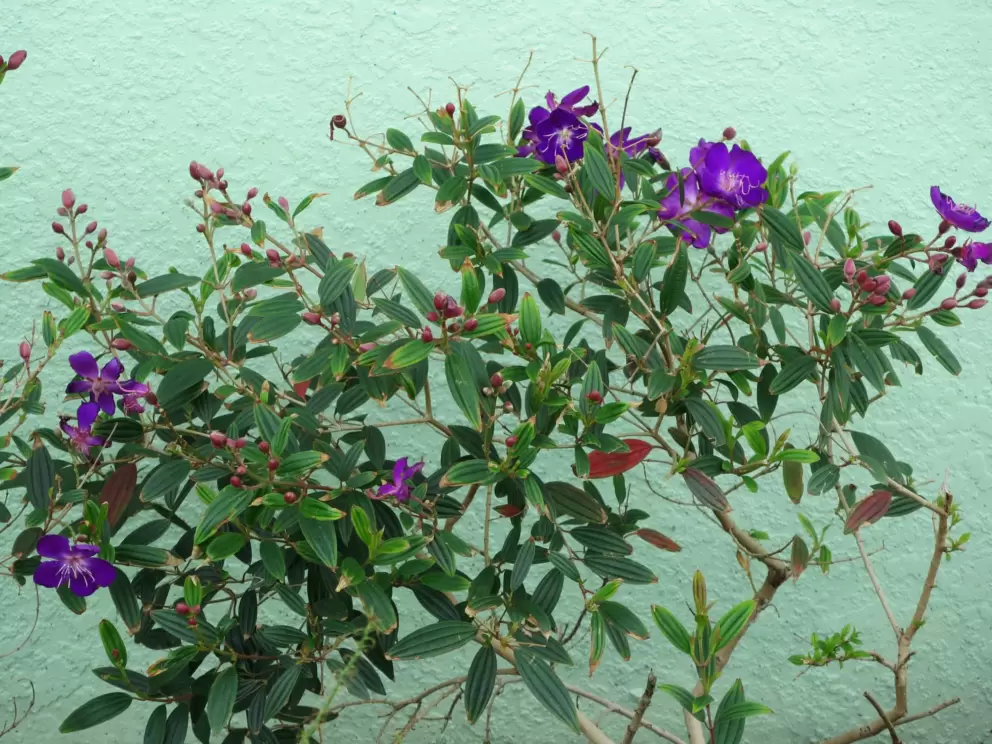 Purple flowers with green wall behind.