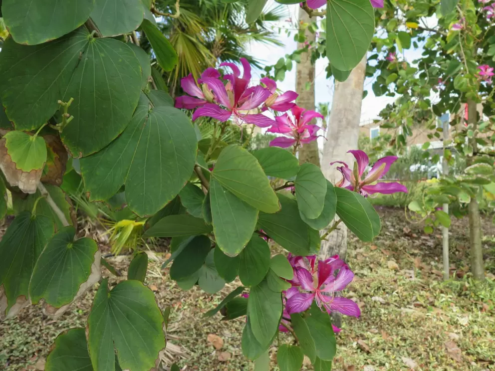 Purple flowers along the walkway the connects the resort with the Sunset Walk Shops.
