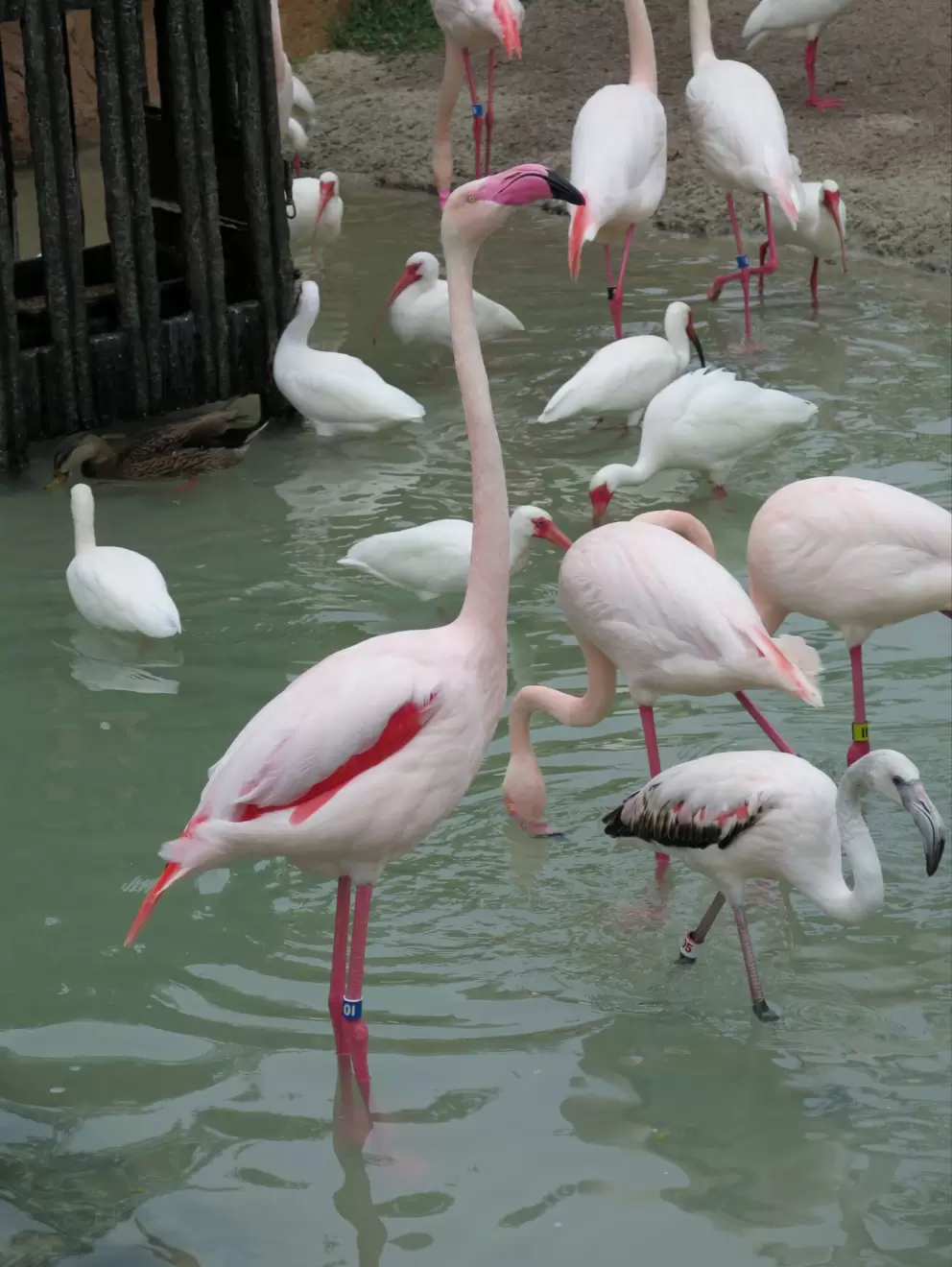 Flamingo standing tall.