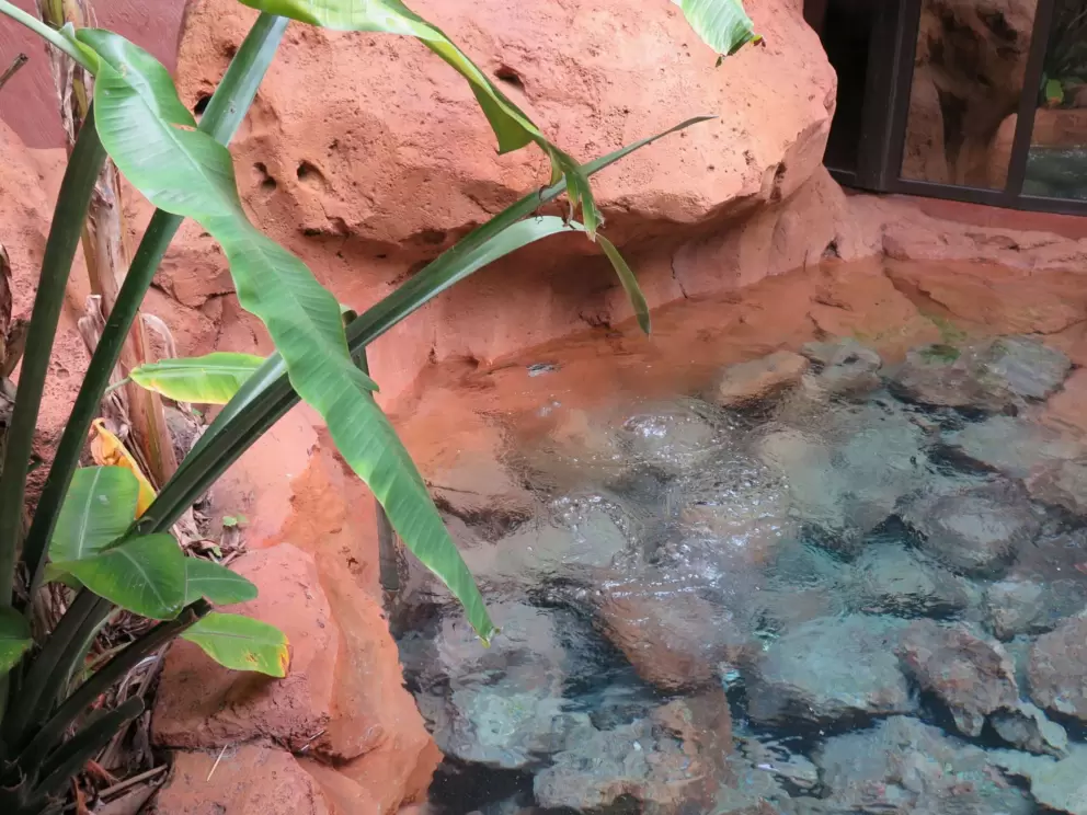 Bubbling fountain.