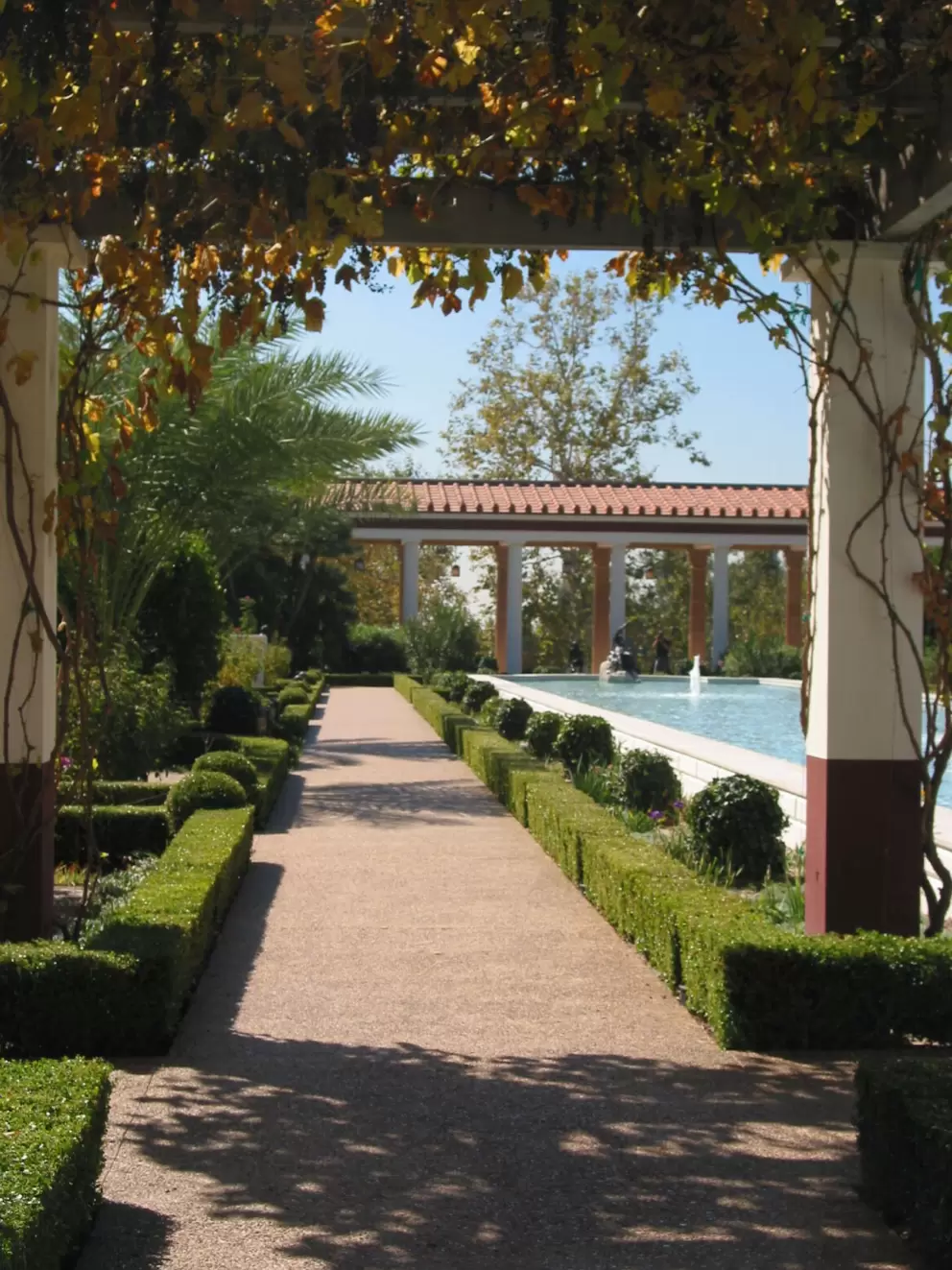 Grape vines by the pool.