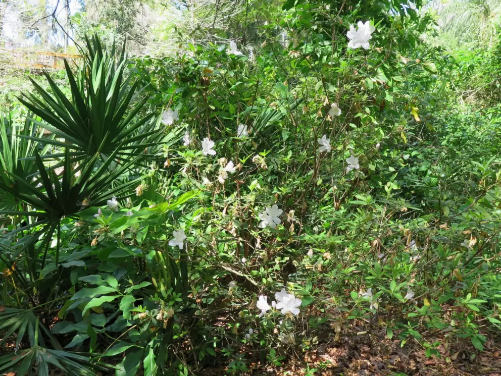 White azalea, in March.