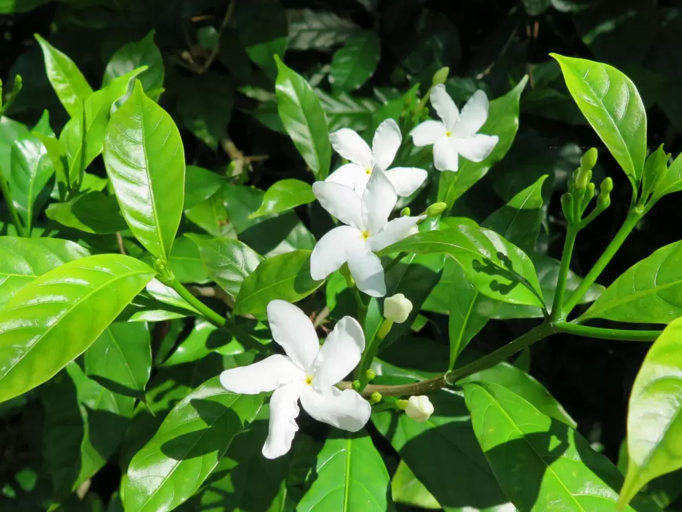 Fragrant Jasmine flowers.
