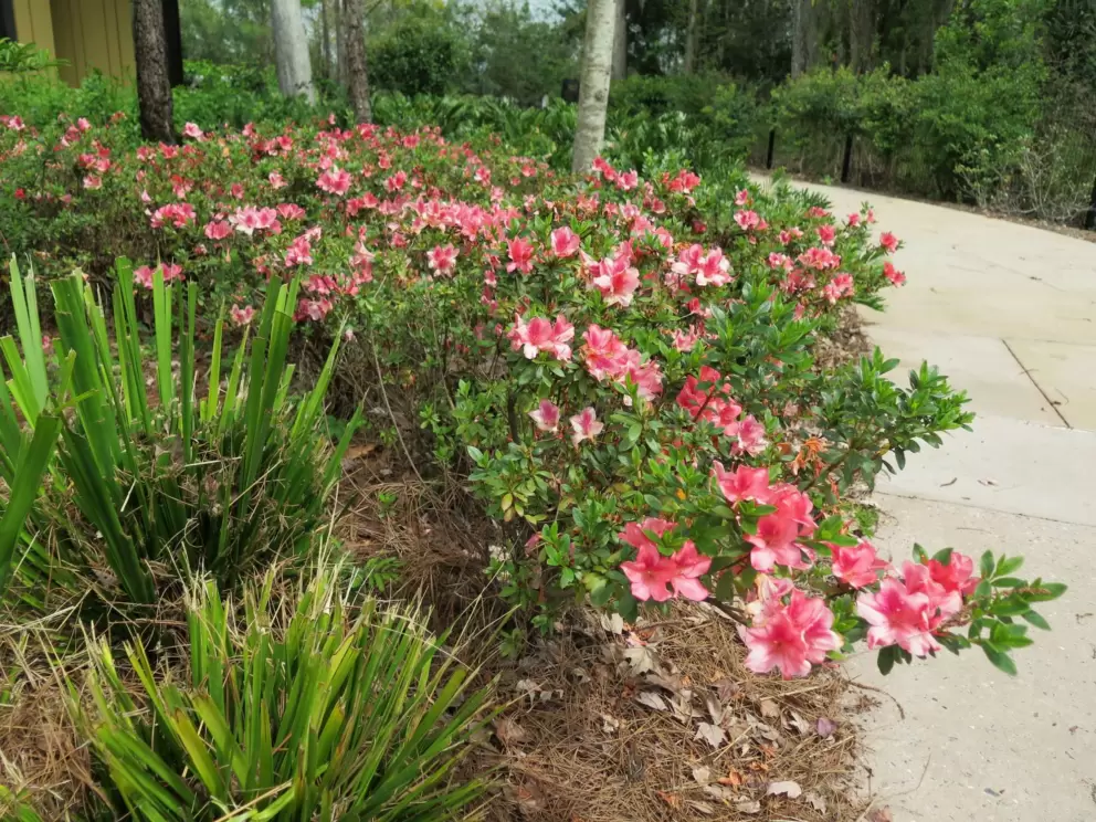 Azalea and pathway.