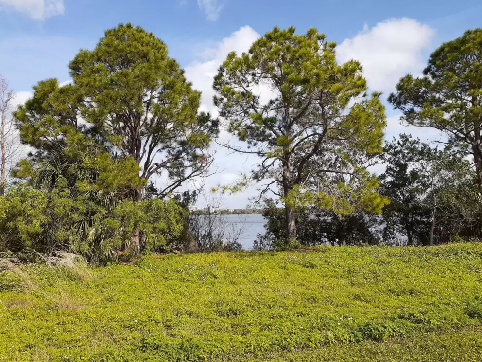 Grass and trees on the path around Lake Baldwin.
