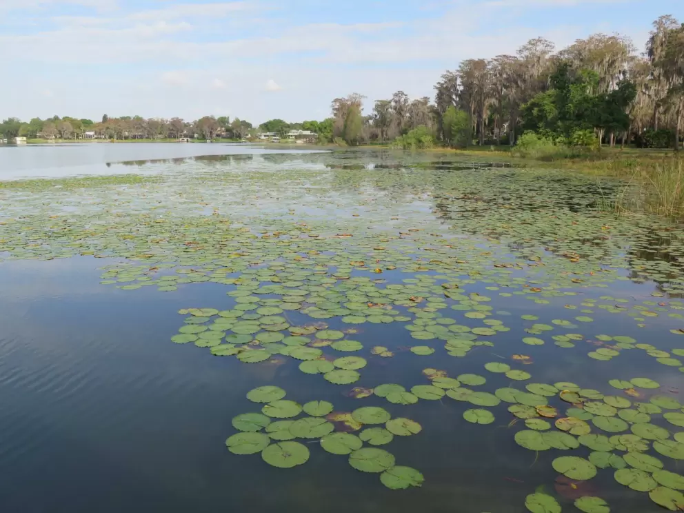 Lily pads!