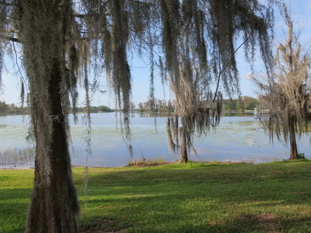 Lake and Spanish moss.