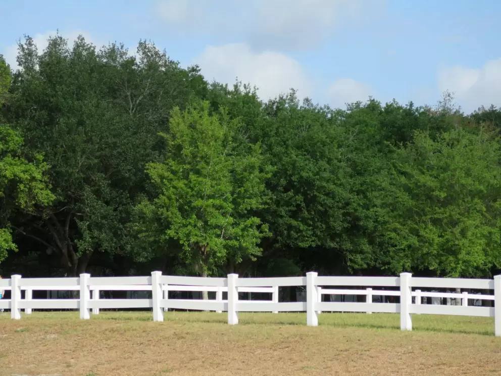 Trees that remind me of North Carolina.