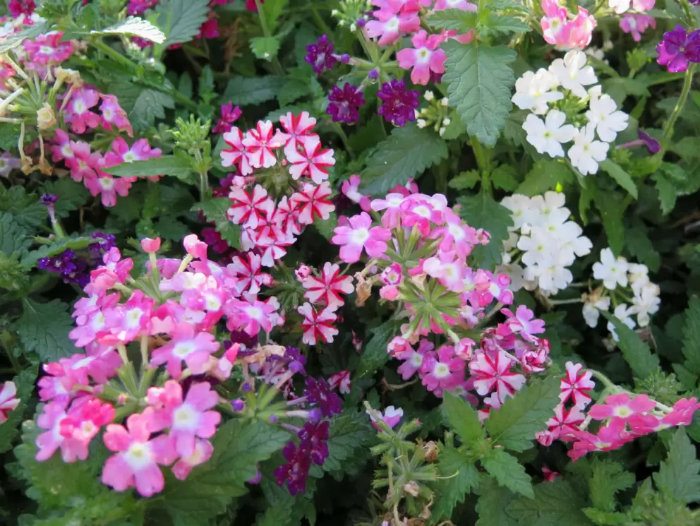 Little flowers like sun umbrellas.
