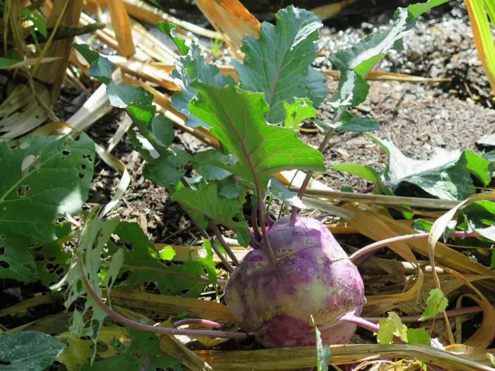 Turnip growing in March.