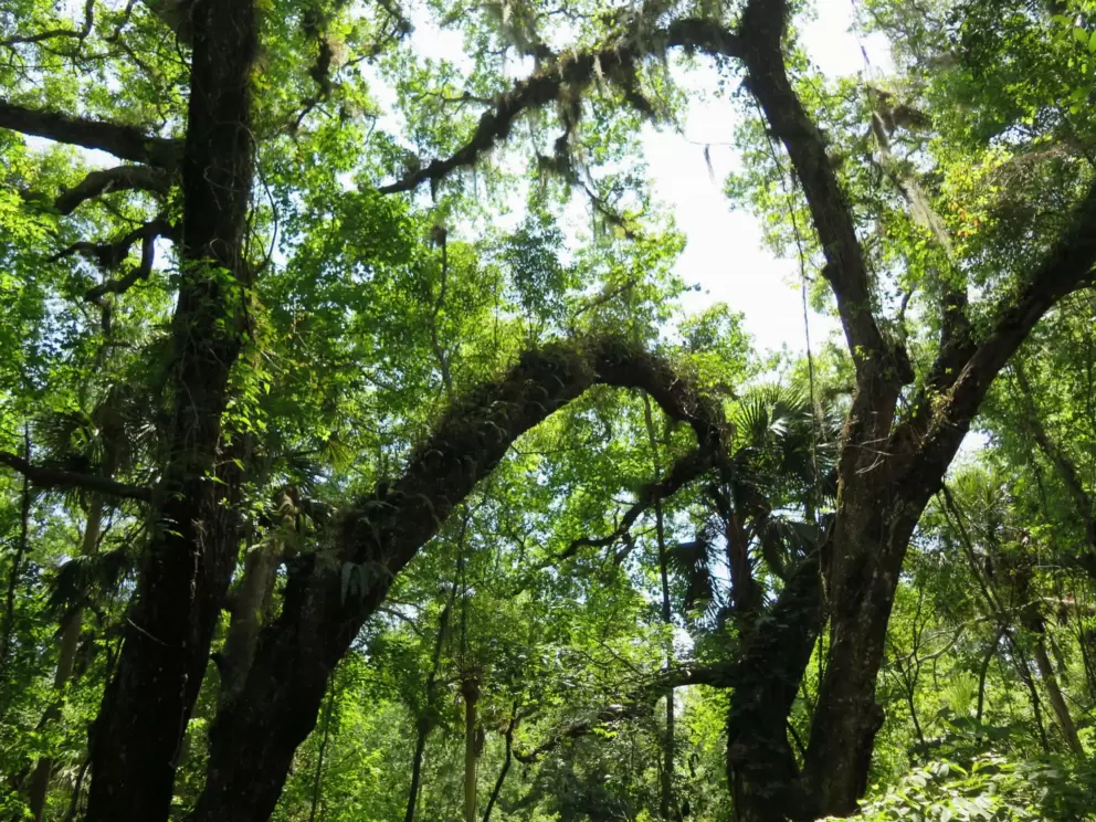 Oak trees with vines.