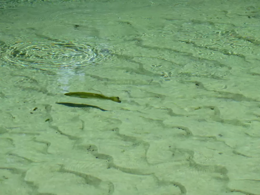 Crystal clear water in the river or spring run further down, and a fish.
