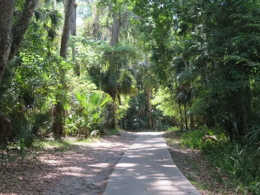 Path in the jungle.