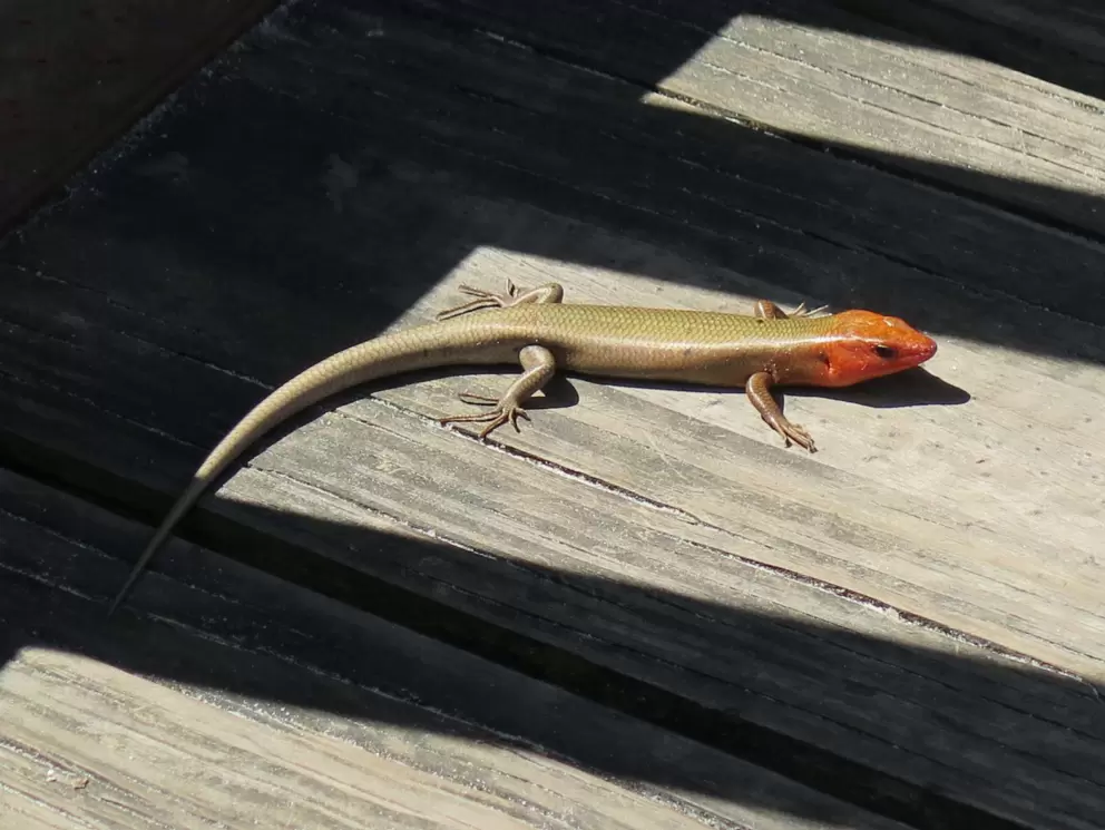 Red-head lizard!