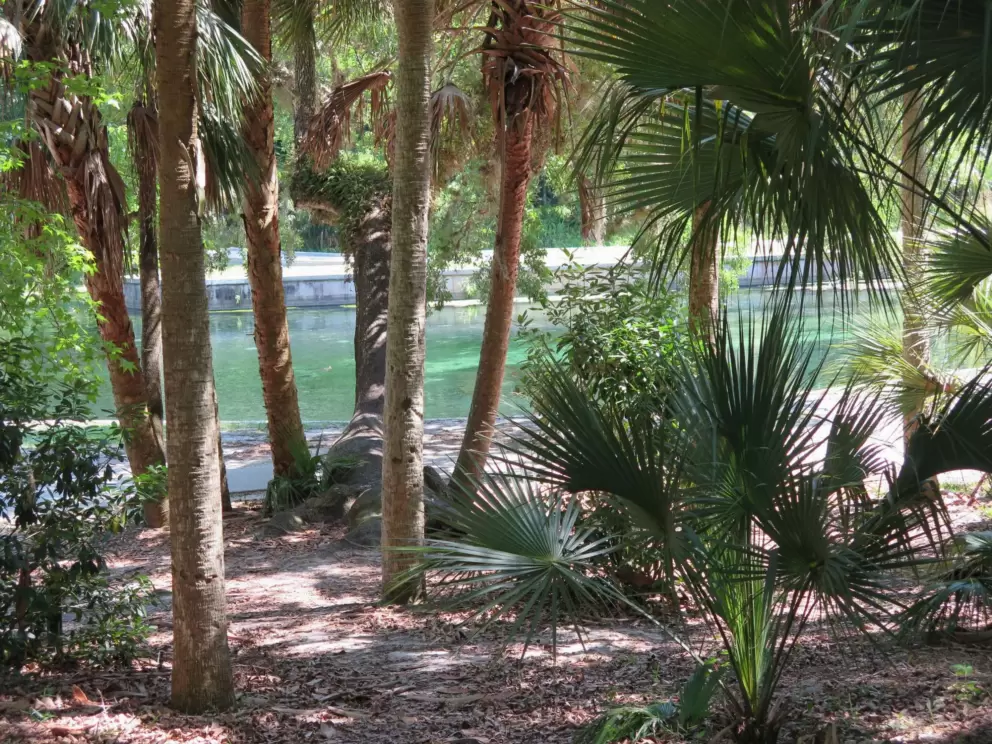 Looking through the palms at the magical water.