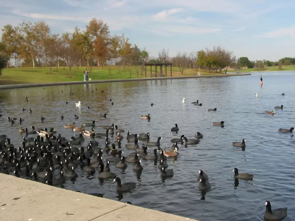There are a lot of ducks! Please don't feed them though- it makes them sick. 