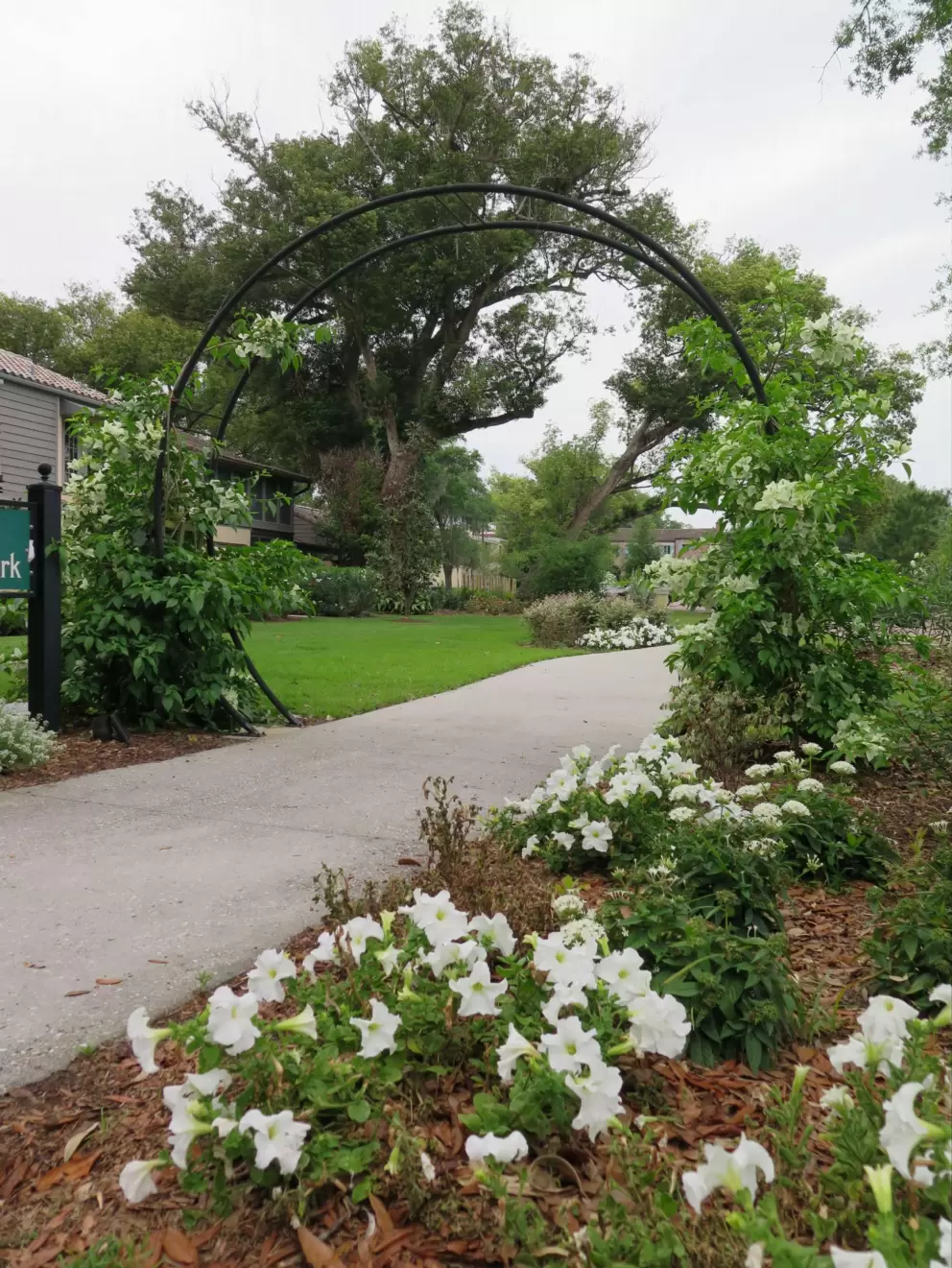Petunias and arch.
