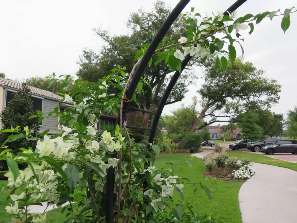 Arch with pretty vine, at the entrance near the parking lot.