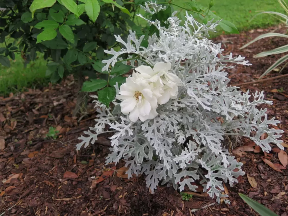 Silvery plant along the path.