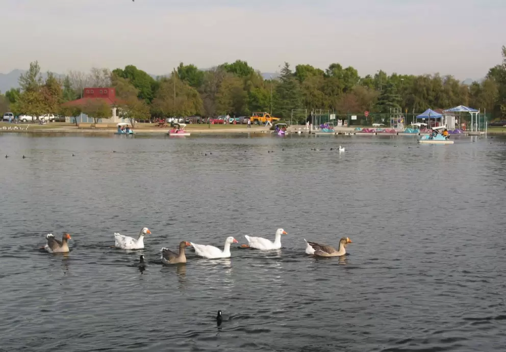 Ducks, with paddle boats behind. 