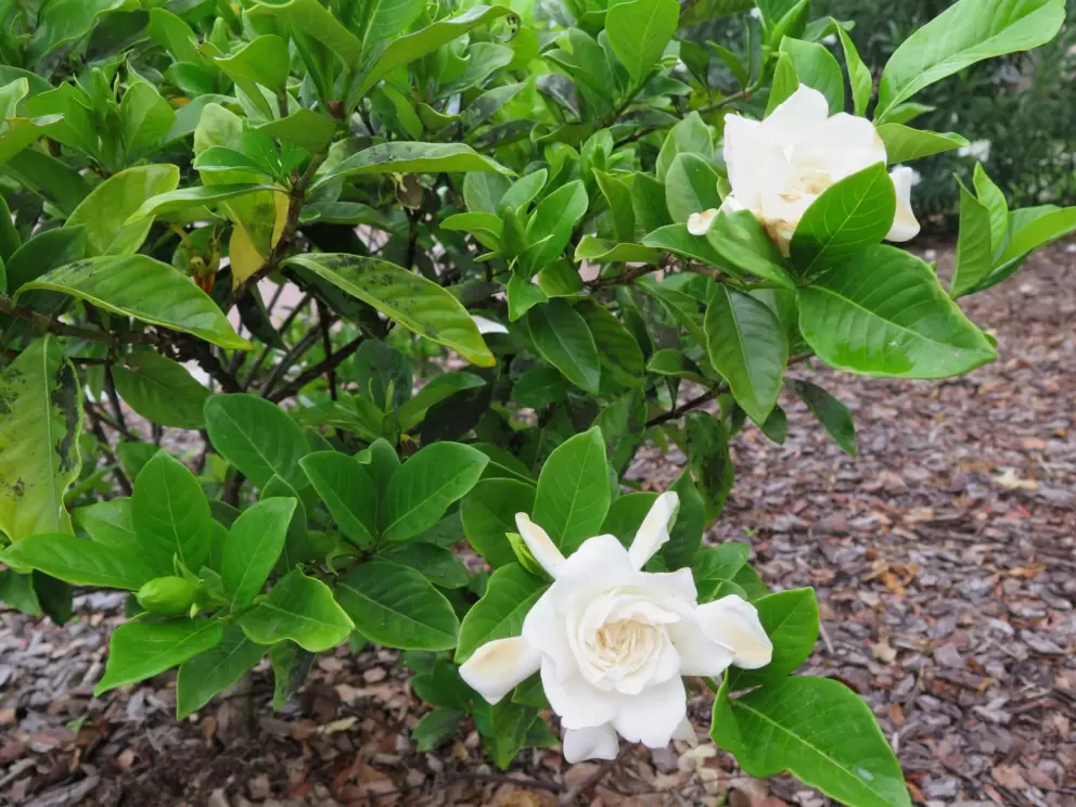 Gardenia- sweet!