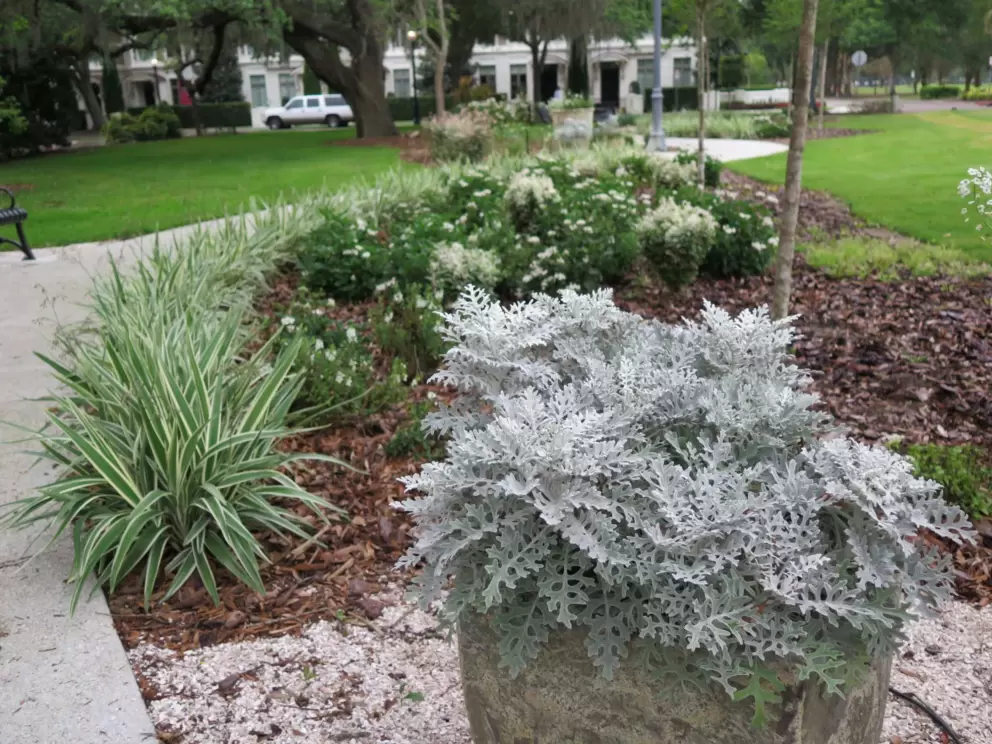 Silvery plant in a pot, and stripey plants behind.