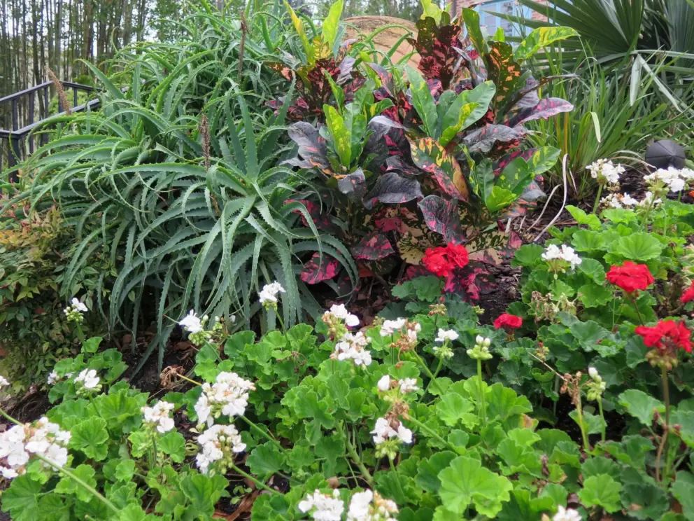 Flowers in the garden behind Casa Feliz.