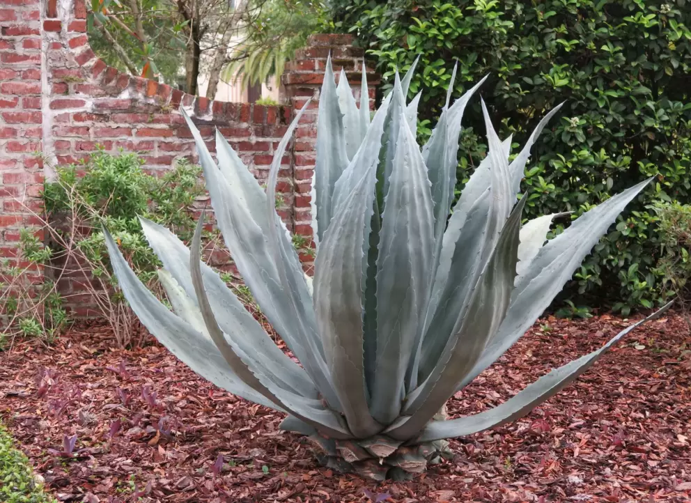 Blue agave outside a home across Interlachen Ave from the park.