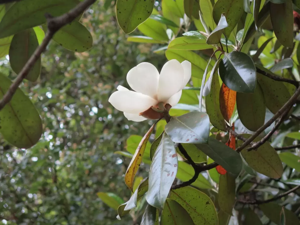 Magnolia flower, in April.