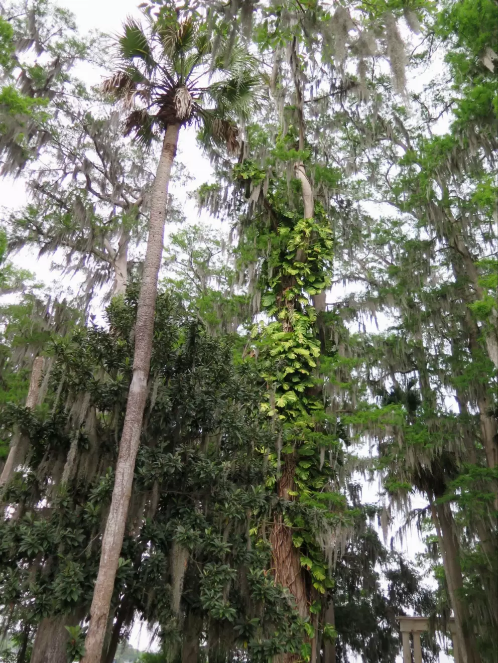 Tall palm and tree with lush vine.