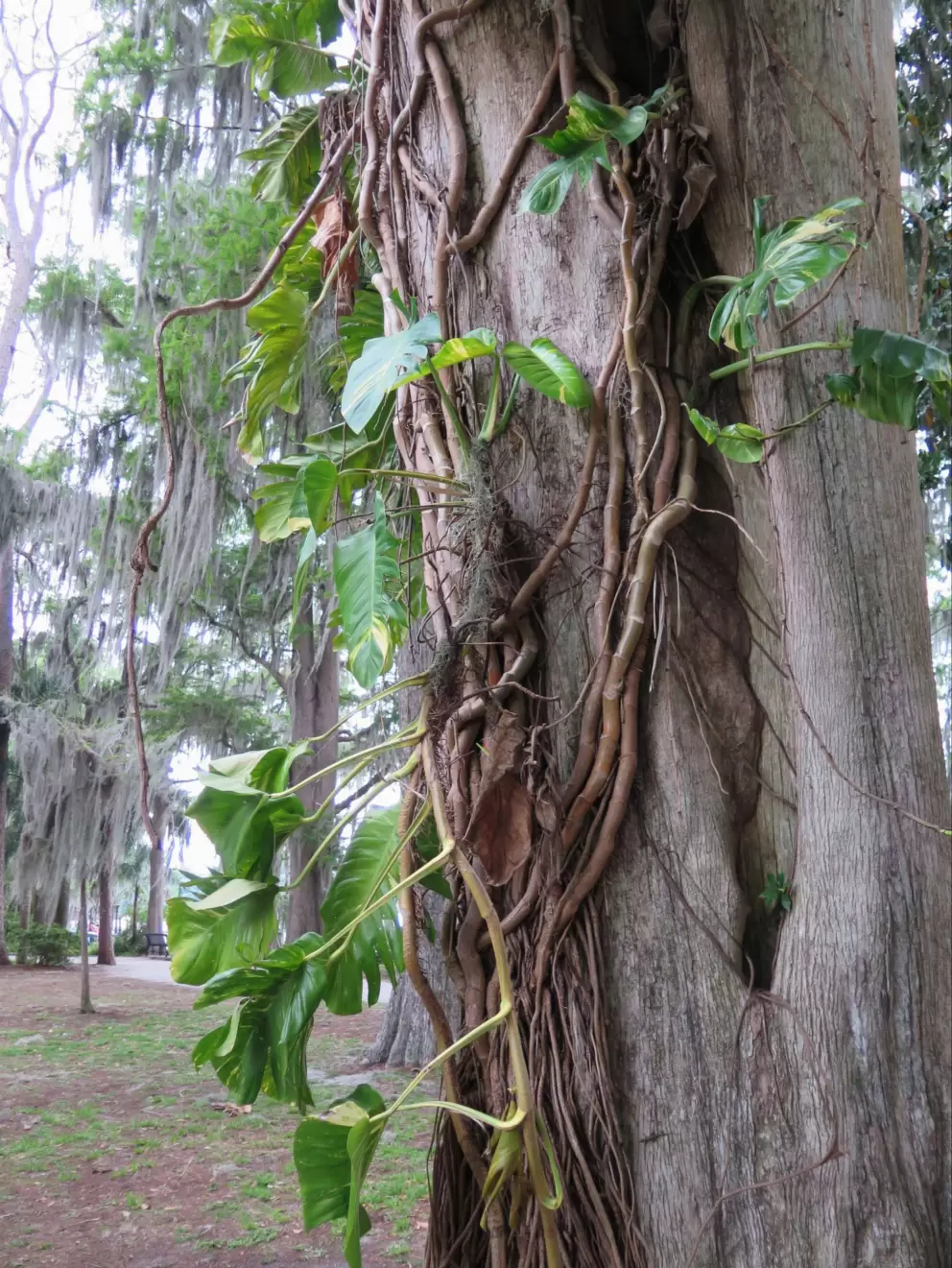 Vine.
