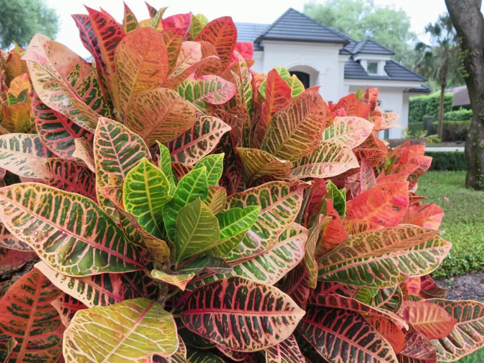Firey colored plant on Alabama Dr.