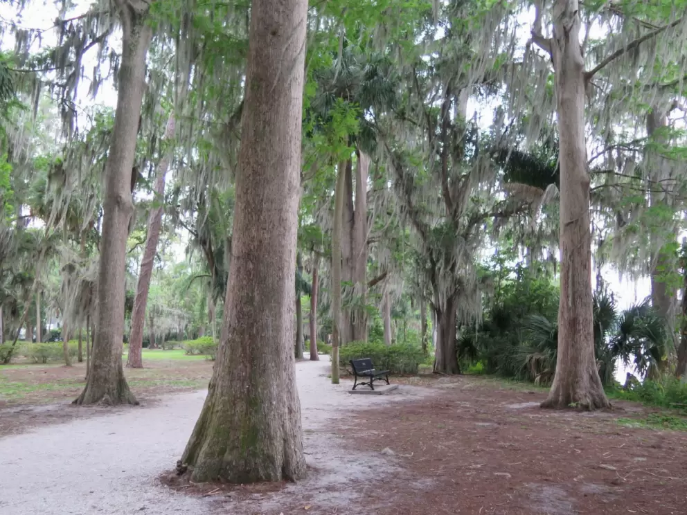 Trees and bench at the lake.
