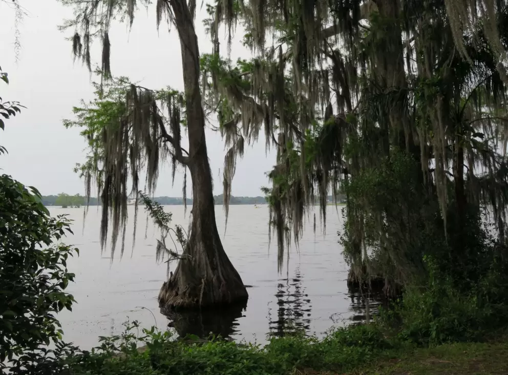 Cypress tree on Lake Maitland.