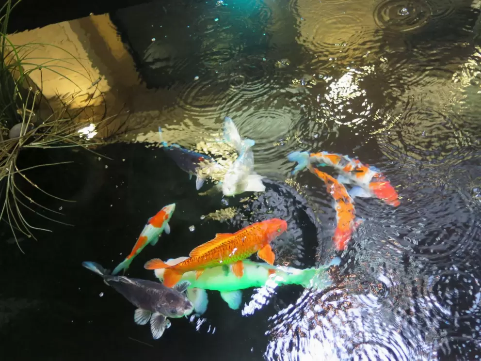 Koi fish in indoor alley by Simmons Jewelers.