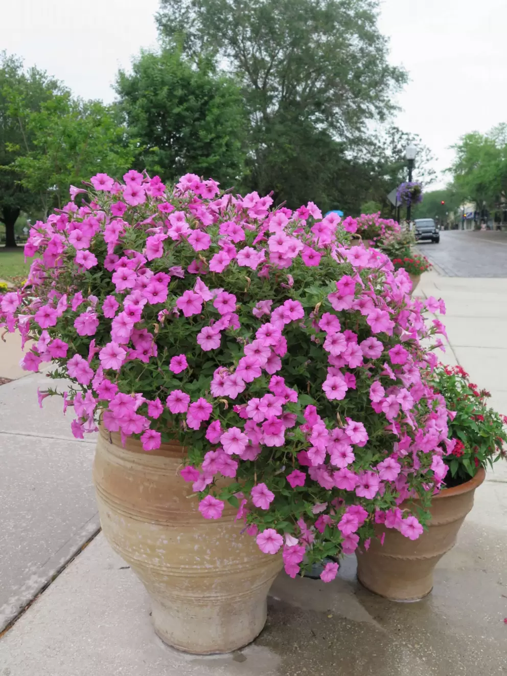 Overflowing flower pot.