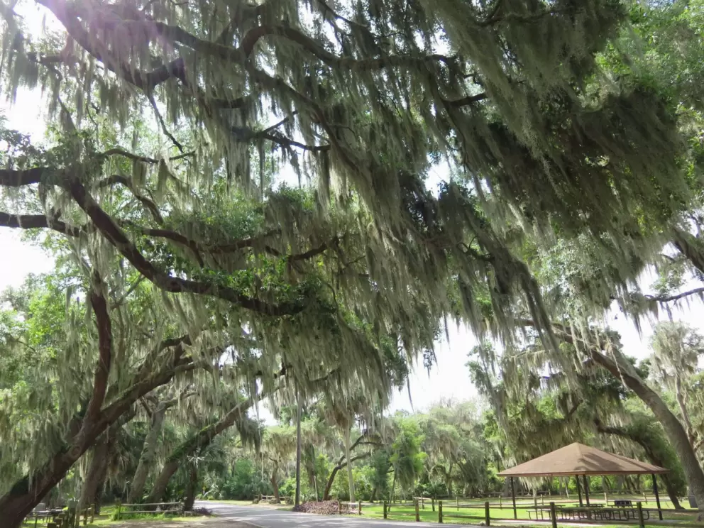 The amazing trees above.