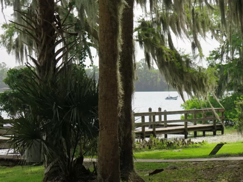 Green grass, water, and Spanish moss.