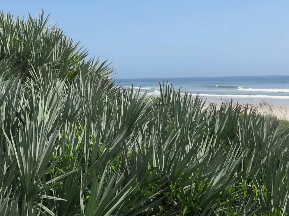 The silvery palmetto plants and blue-green water.