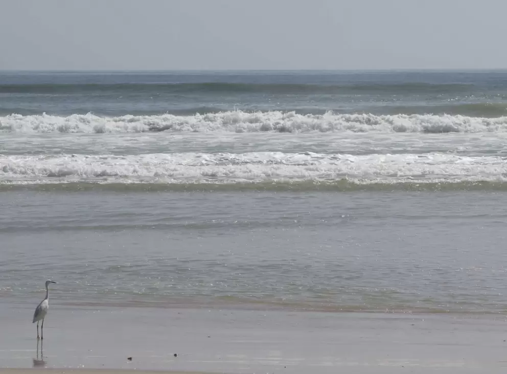 Lone bird looking out to sea.